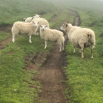 One of the bolder Grímsey sheep gangs